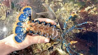 Coastal Foraging & Tide pooling - Family forage for Lobster, Crabs, Sea Creatures | The Fish Locker