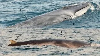 Incredibly rare whale caught on camera