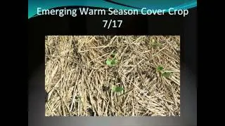 Grazing Cover Crops and Benefits for Livestock Operations - Gabe Brown