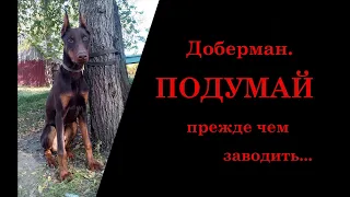 Минусы породы Доберман/К чему нужно быть готовым, заводя добермана/Диванный кроликовод