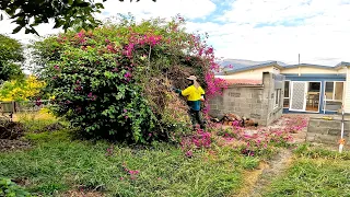 Homeowner was AMAZED with this Transformation | ALMIGHTY Bush Removal (1322 lbs)