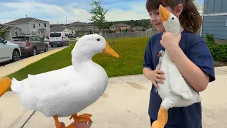 I took my duck to a Fan’s House 🏡🦆