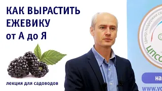 Все о выращивании ежевики на приусадебном участке. Лекция.