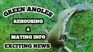 GREEN ANOLE REHOUSING & MATING INFO...EXCITING NEWS