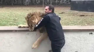 Lion Reaction After Seeing his Owner