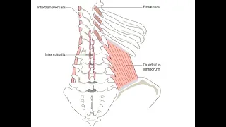 Two Minutes of Anatomy: Deep Spinal Muscles