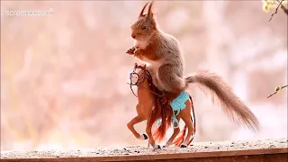 Squirrel Olympics