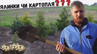 Сусіди в шоці😨Садимо Ялинки а не картоплю на городі