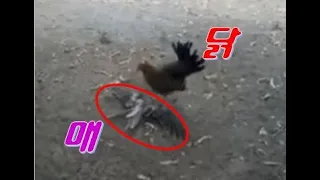 Ep.85 닭의 역습1.닭한테 밟힌 매, 매 잡는 닭, 수닭과 매의 대결, A hawk attack on a chicken,a hen kills a hawk