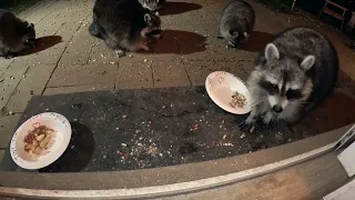 Hand feeding a raccoon gone wrong