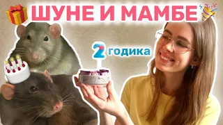 ШУНЕЧКЕ И МАМБОЧКЕ ИСПОЛНИЛОСЬ 2 ГОДА | ДЕНЬ РОЖДЕНИЯ МОИХ КРЫС | ГОТОВЛЮ ПРАЗДНИЧНЫЙ ОБЕД ДЛЯ КРЫС