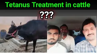 Tetanus Treatment in cattle  Ramawat vets