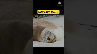 Lazy seal lying on the beech 😴😴😂😜