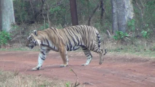 Tadoba Tiger Reserve Zari Gate