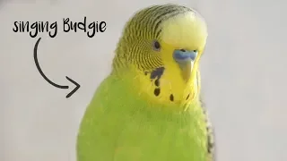 Singing Budgie - Happy song