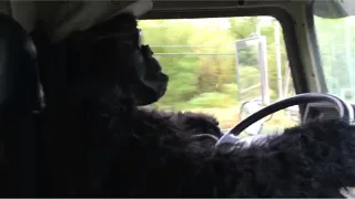 ...And Jered stops by with his Gorilla suit