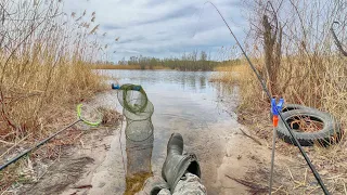 ТИХАЯ РЫБАЛКА ПО ХОЛОДНОЙ ВОДЕ НА ПИКЕР. Ловлю любимую рыбу жены. Рыбалка 2024 на фидер.