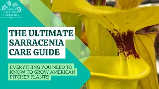 Ultimate Sarracenia Care Guide