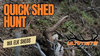 WA State Elk shed hunt