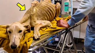 This Dog Almost Died And Everyone Walked Passed It, Until One Person Stopped & Did THIS!