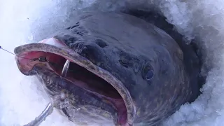 Зимняя Рыбалка на Налима и Щуку!