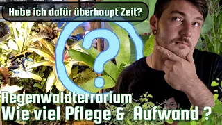 Wie viel Pflege braucht ein Regenwaldterrarium ? (Tipps und Tricks)