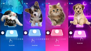 Cute Cats - Cute Dogs Shakira Waka Waka Bongо Cat фтв Hayya Hayya Better Together Tiles Hop EDM Rush