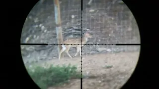 .35 cal FX impact M3 Axis Deer