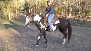 How to do the first ride on a horse that hasn't been ridden in 1 year plus - Groundwork and Saddle