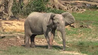 Dzanga Bai Elephant Enclave