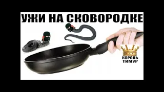 ✅Тимур Король троллинга поджарил мошонок как ужекй на сковородке / мошенники звонят по телефону