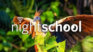 Birds of Brazil | NightSchool, ep. 94