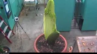 Perry the Corpse Flower Full Bloom Cycle 2013