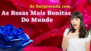 As Rosas Mais Bonitas do Mundo