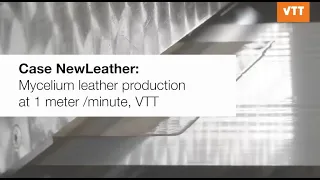 Mycelium leather production at 1 meter / minute