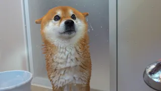 Shiba Inu complains in dog language for the biggest time ever because he doesn't like showers.