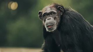 2022 at Chimp Haven