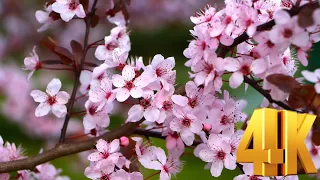Incredibly beautiful Japanese in a Cherry Blossom 🌸 Sakura Garden 🌸 Relaxing