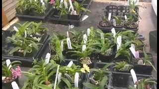 repotting sarcochilus orchids ( all of them 😅)