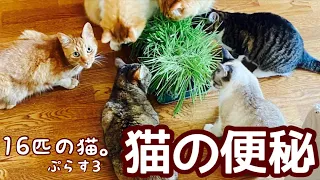 猫の便秘／たかが便秘と侮るなかれ！猫の便秘には注意が必要ですよ【19匹の保護猫と暮らす】