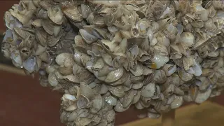 Quagga mussel discovery closes portion of Snake River in Idaho