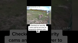 Our 1 yr old livestock guardian dogs attacking chickens? Security cams reveal another perp #farm