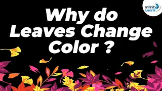 Why do Leaves Change Color during the Fall? | One Minute Bites | Don’t Memorise