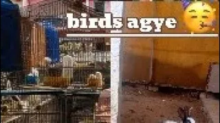 bird market sy cute birds laye ☺️❤️