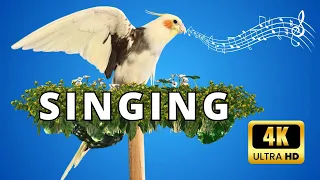 Training cockatiels to sing |  تدريب الكوكتيل على الغناء 🦜🌿