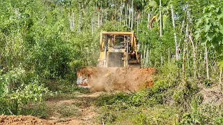 Awesome Operator Bulldozer CAT D6R XL Service on forest roads filled with wild grass