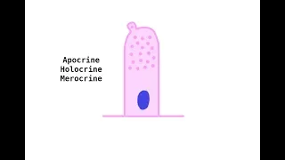 Apocrine Holocrine Merocrine glands
