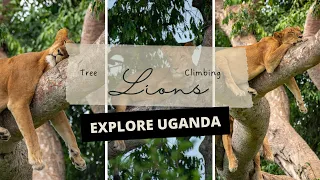 Tree Climbing Lions Of Ishasha Uganda | Queen Elizabeth National Park