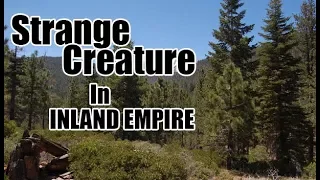 Whats going on in the world? San Bernardino National Forest