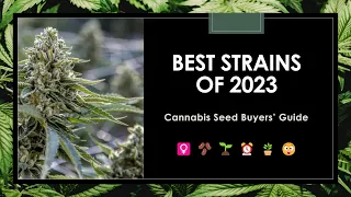 23 Best Strains of 2023: Seed Buyers' Guide